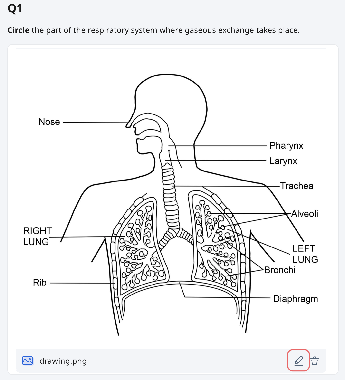 Labeled diagram of the human respiratory system showing nose, pharynx, larynx, trachea, lungs, alveoli, bronchi, ribs, and diaphragm.