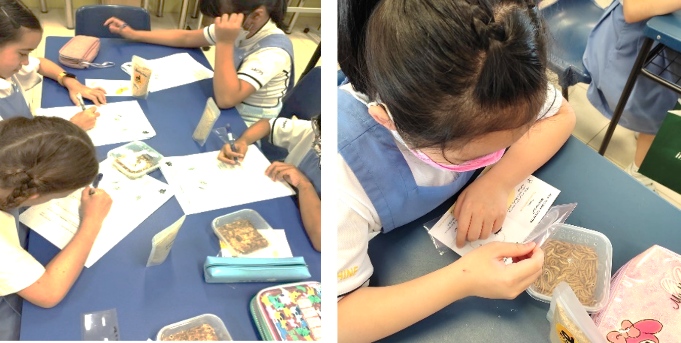 Students in uniforms sit at blue tables, writing on papers and examining containers of mealworms.