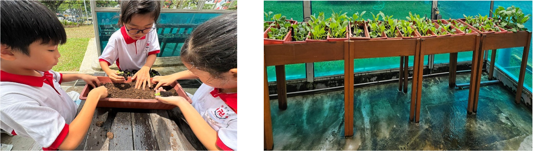 1st image: 3 students planting seeds into the soil. 2nd image: A row of planters containing vegetable grown by students.
