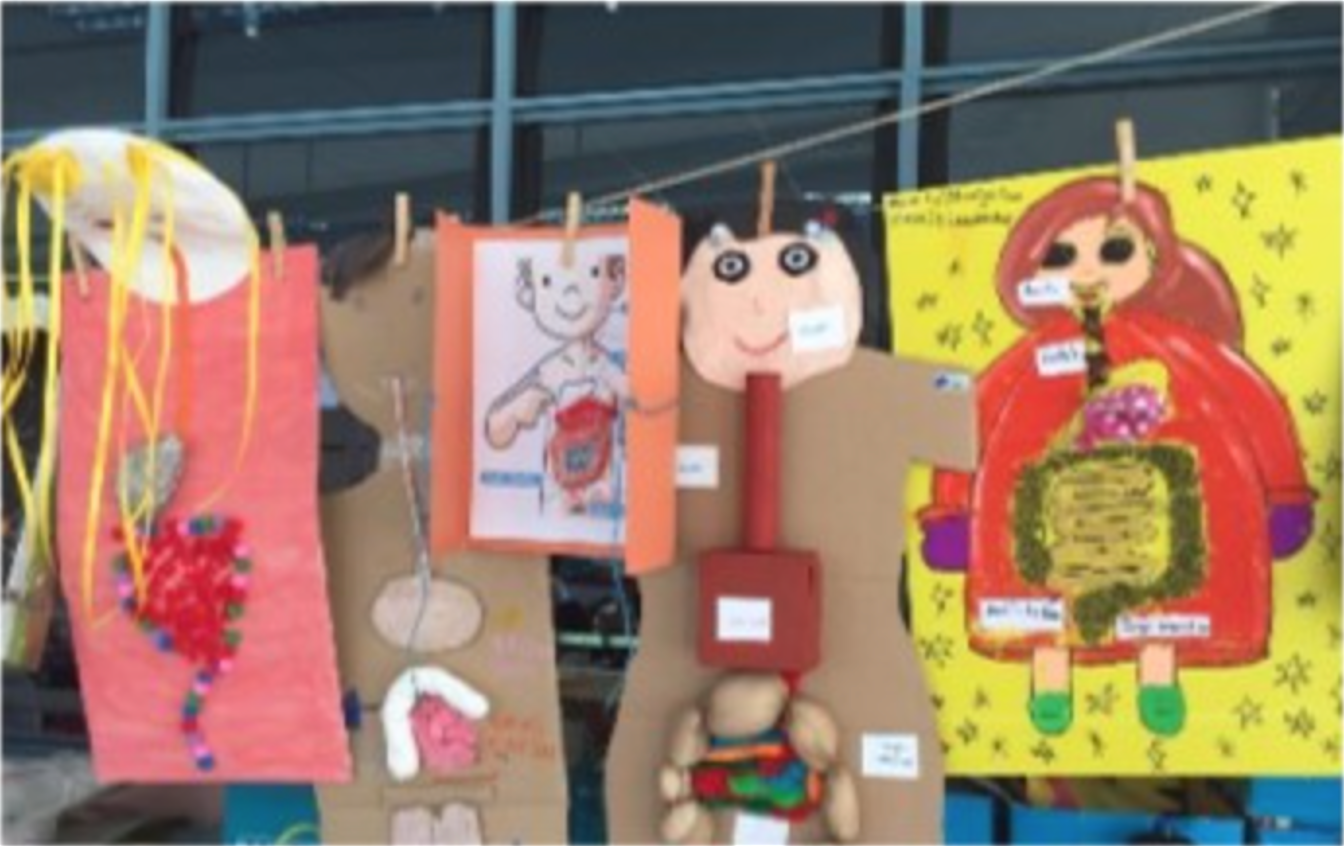 Models of digestive system using recyclable materials.