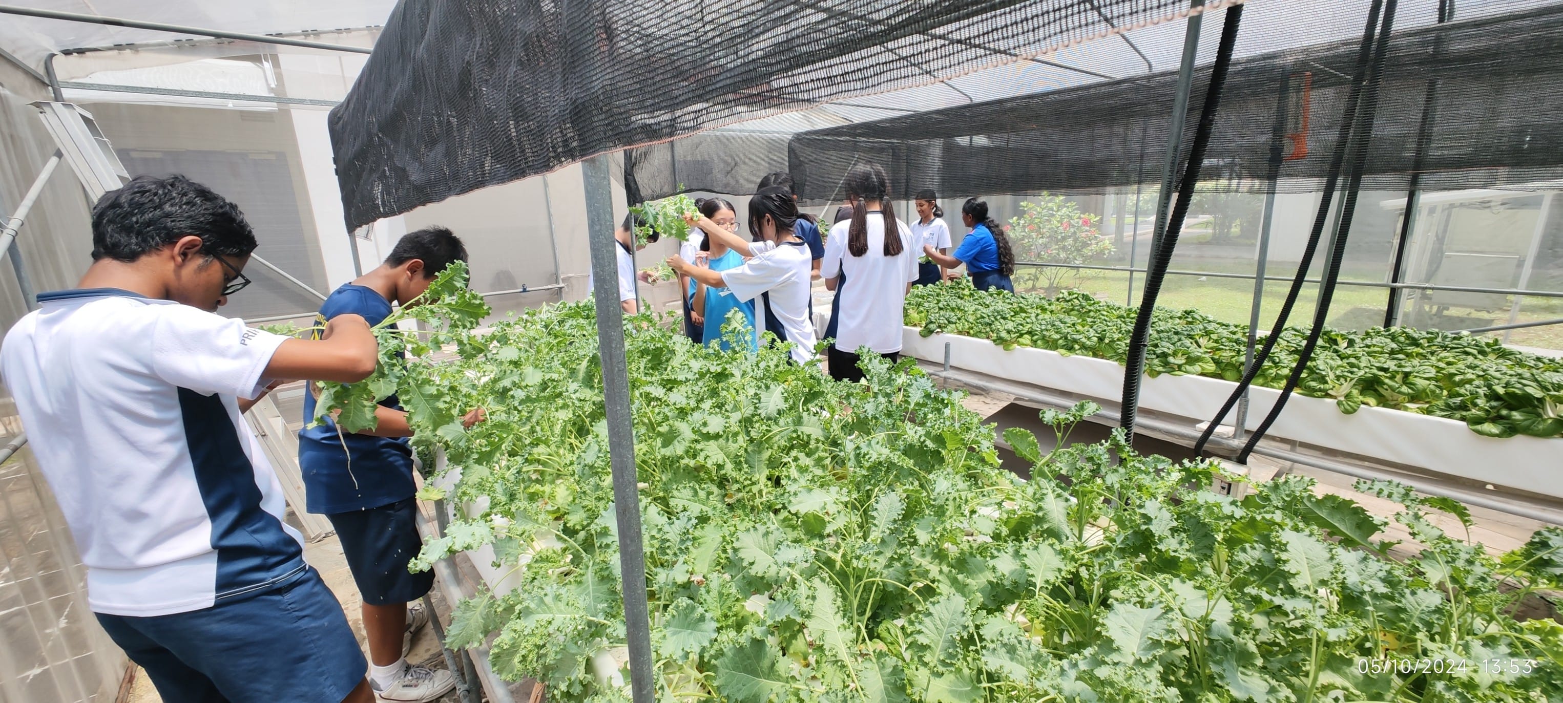Students in school uniforms harvesting leafy green kale plants inside a shaded greenhouse with hydroponic grow beds.