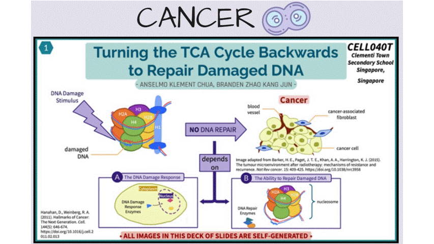 Slide titled "Turning the TCA Cycle Backwards to Repair Damaged DNA" with diagrams of DNA damage and cancer cells.