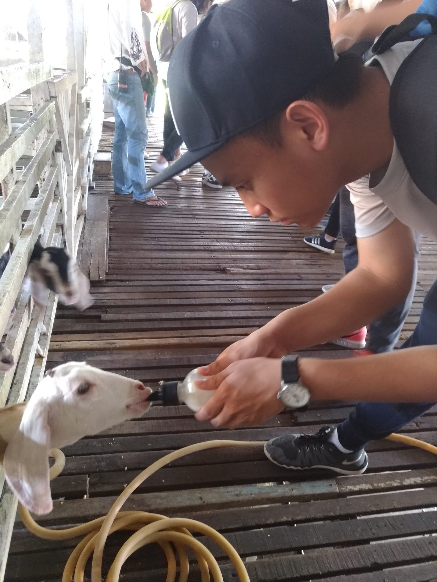 A young man in a black cap bends down to bottle-feed a white goat on a wooden walkway.