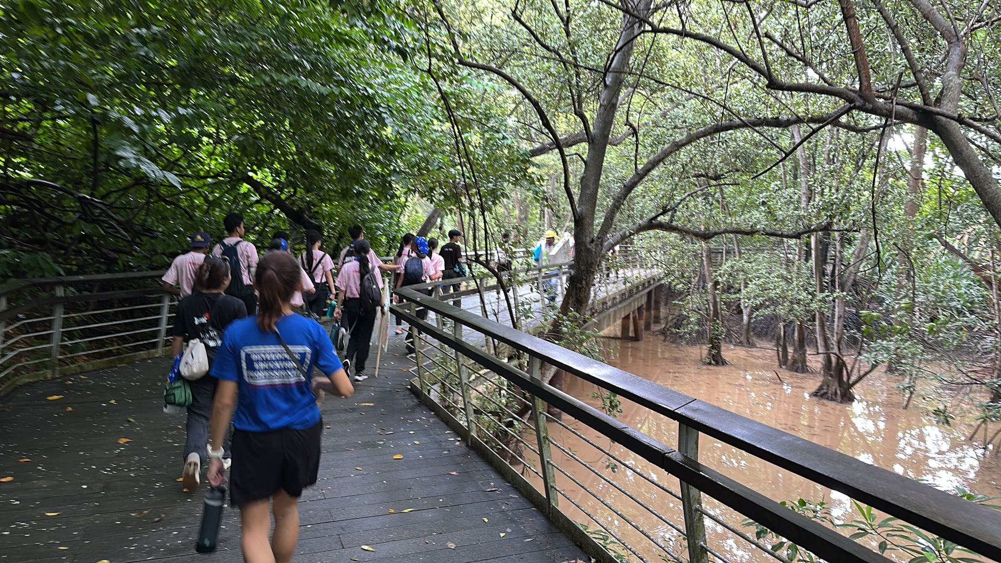 A group of people walks along a wooden boardwalk over muddy brown water surrounded by mangrove trees.