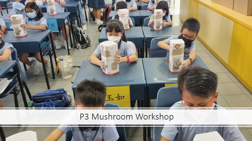 Primary 3 students in school uniforms and masks sit at desks holding mushroom growing kit boxes in a classroom.