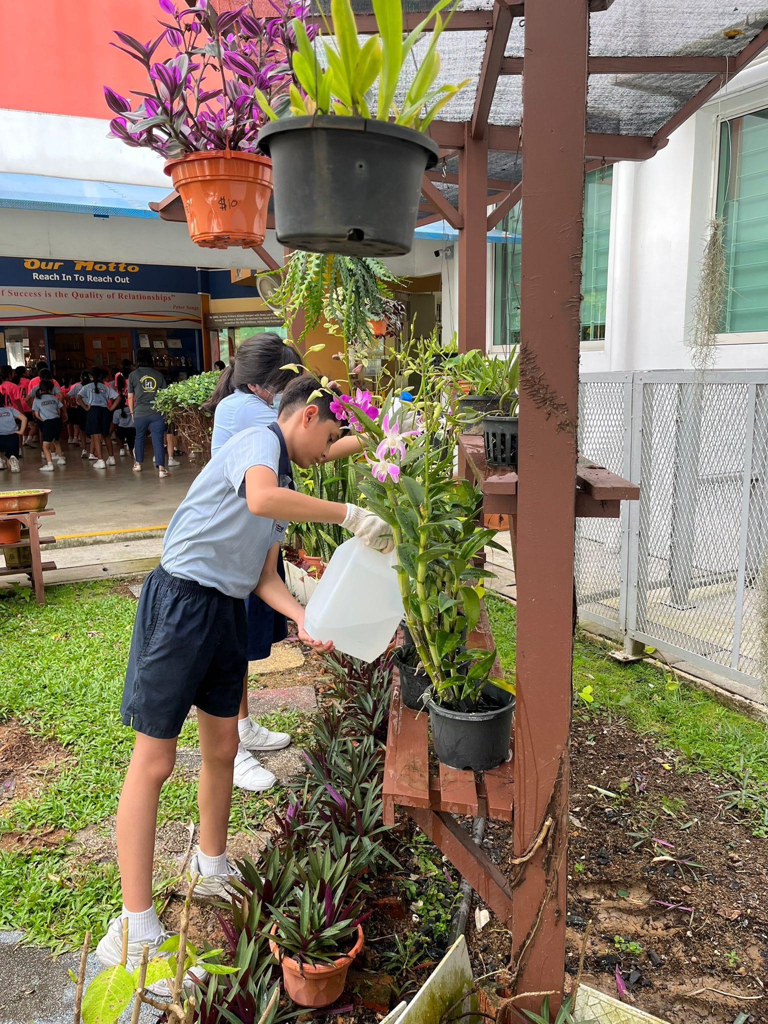 A school student in uniform waters potted plants using a plastic jug in an outdoor school garden area.