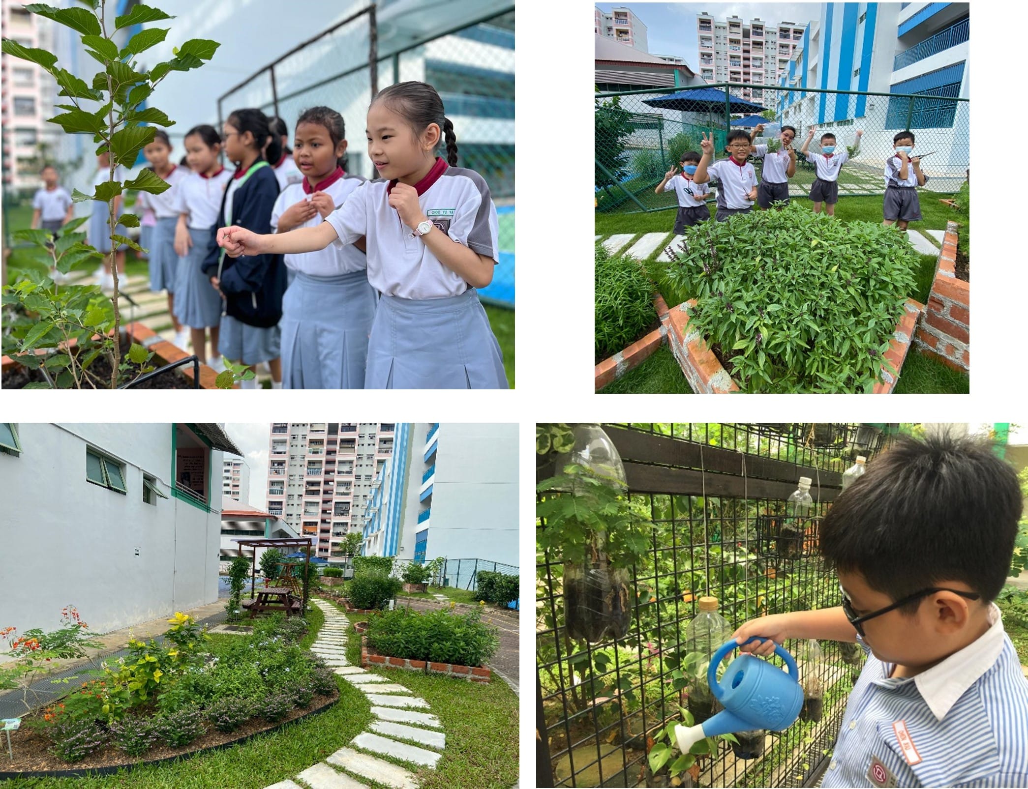Four scenes of school children in uniforms tending to and posing near garden beds and plants at their school.