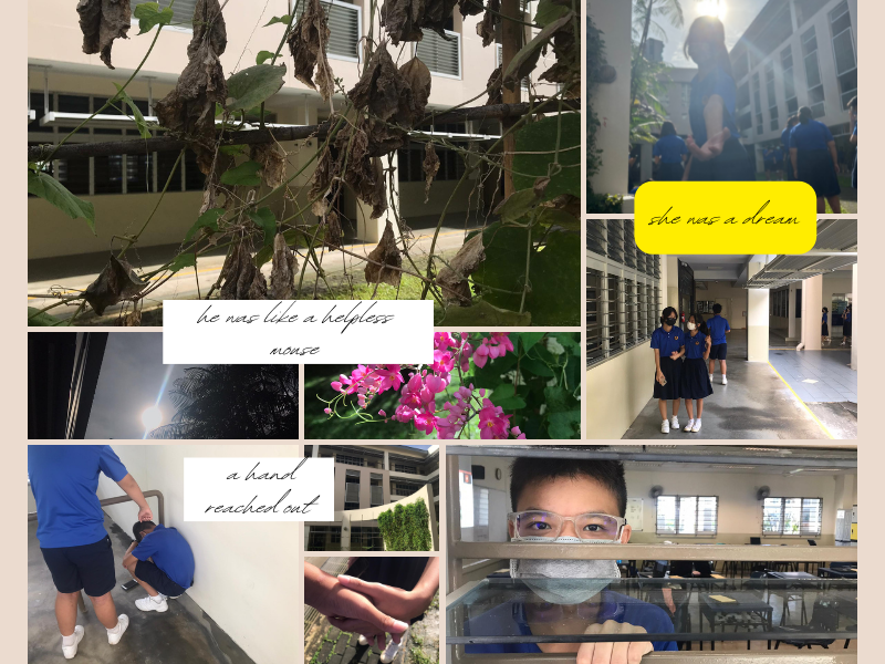 Collage of school scenes with students, dried vines, pink flowers, and handwritten text overlays.