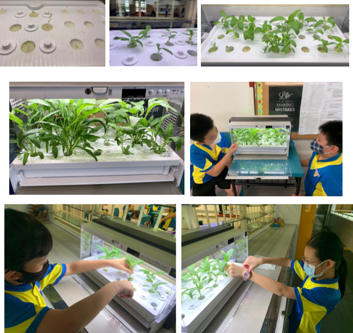 Students in blue uniforms tend to plants growing in indoor hydroponic trays under artificial lighting.