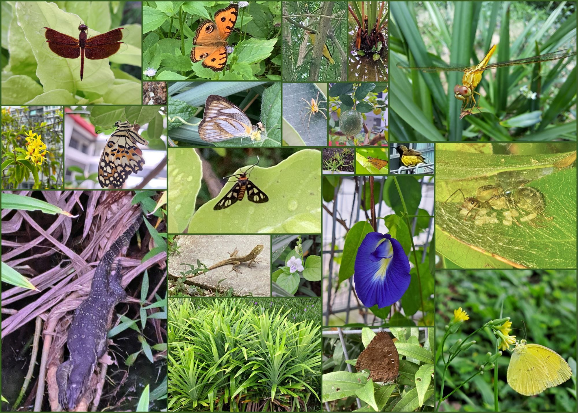 Collage of garden wildlife including dragonflies, butterflies, a moth, lizards, spiders, a blue flower, and green plants.