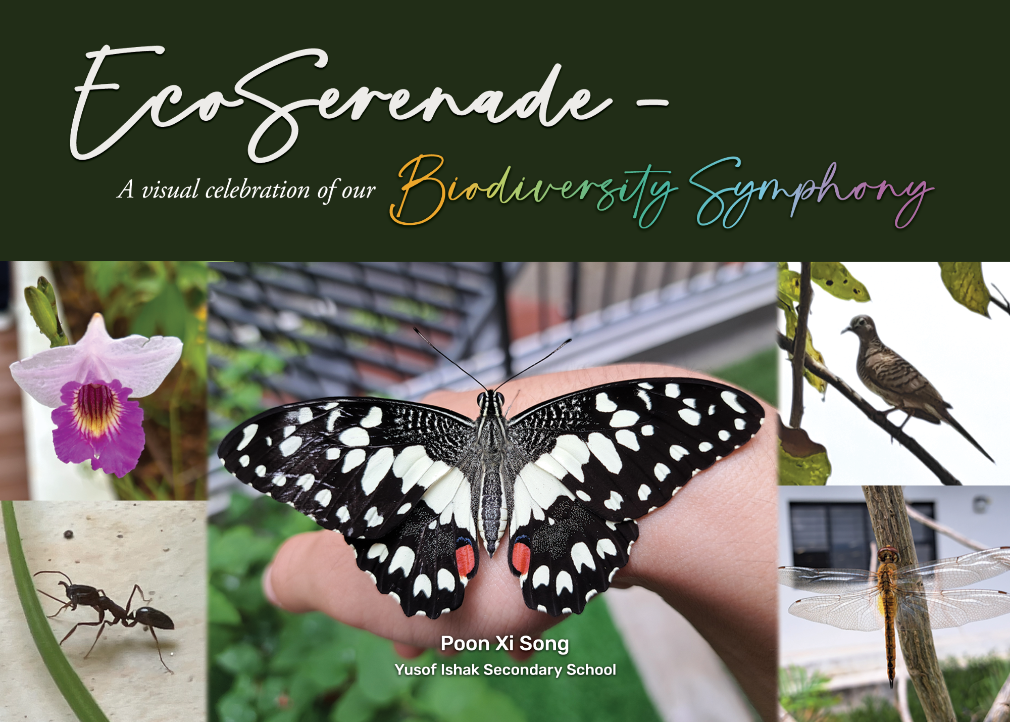 Poster titled EcoSerenade showing a butterfly on a hand, a flower, an ant, a bird, and a dragonfly.