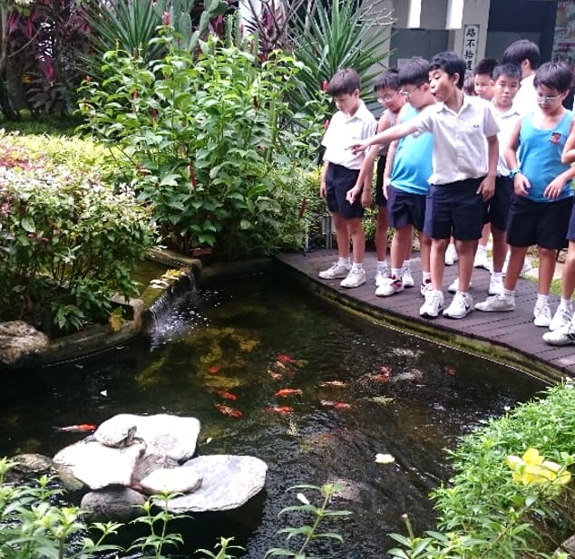 A group of schoolboys in uniforms pointing at koi fish in an outdoor pond with lush green plants.