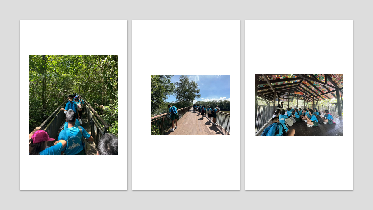 Three photos of a group in blue shirts walking and resting on wooden boardwalks through a mangrove area.