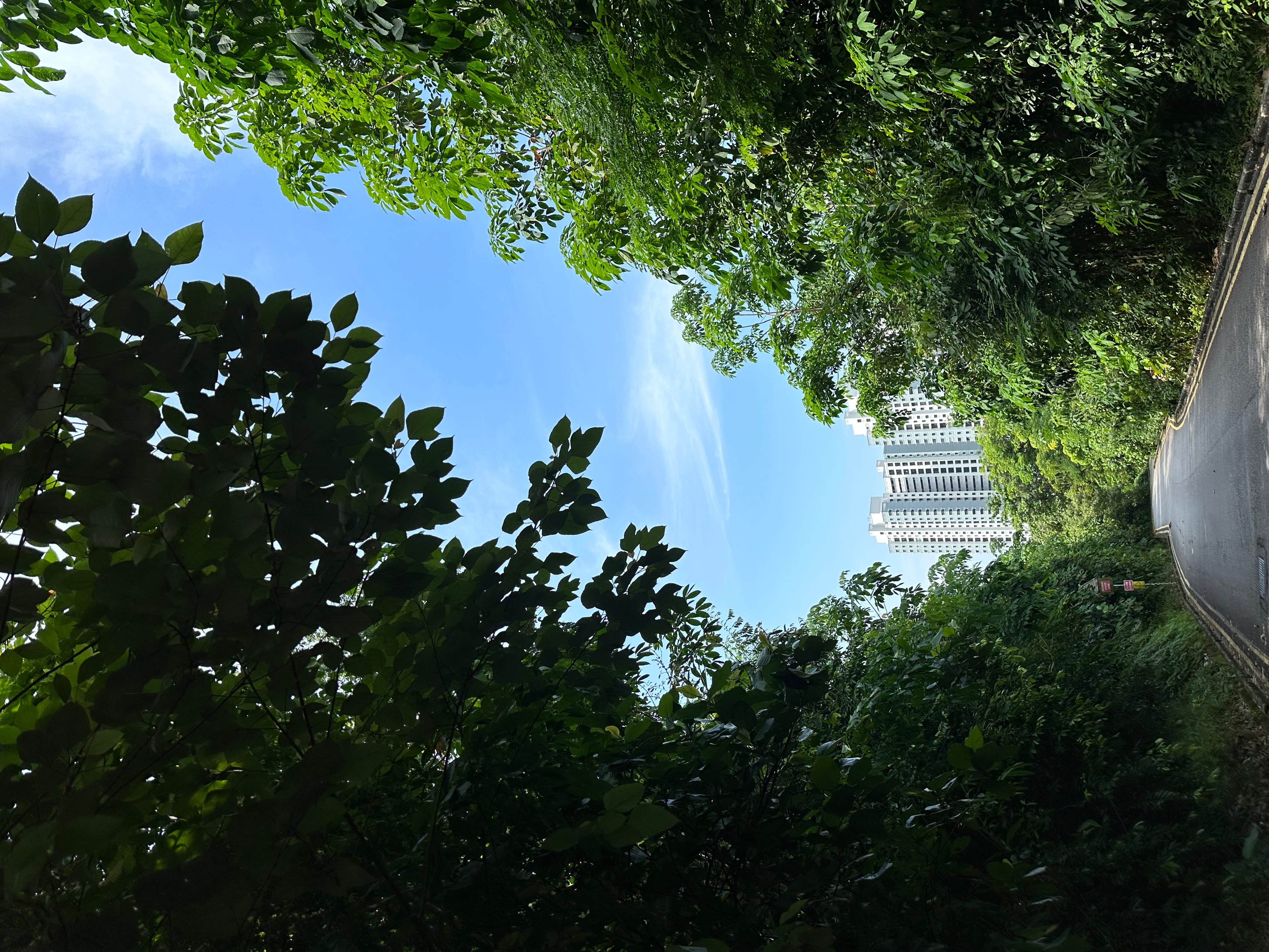 Leafy trees frame blue sky; a curving road at right leads toward distant tall white buildings.