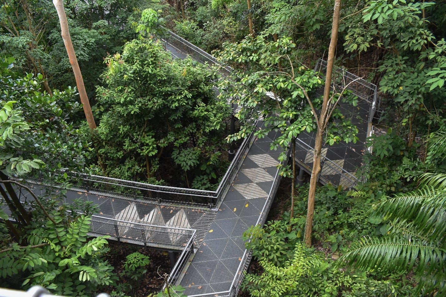 Aerial view of a metal walkway with diamond patterns winding through a dense green forest with tall trees.
