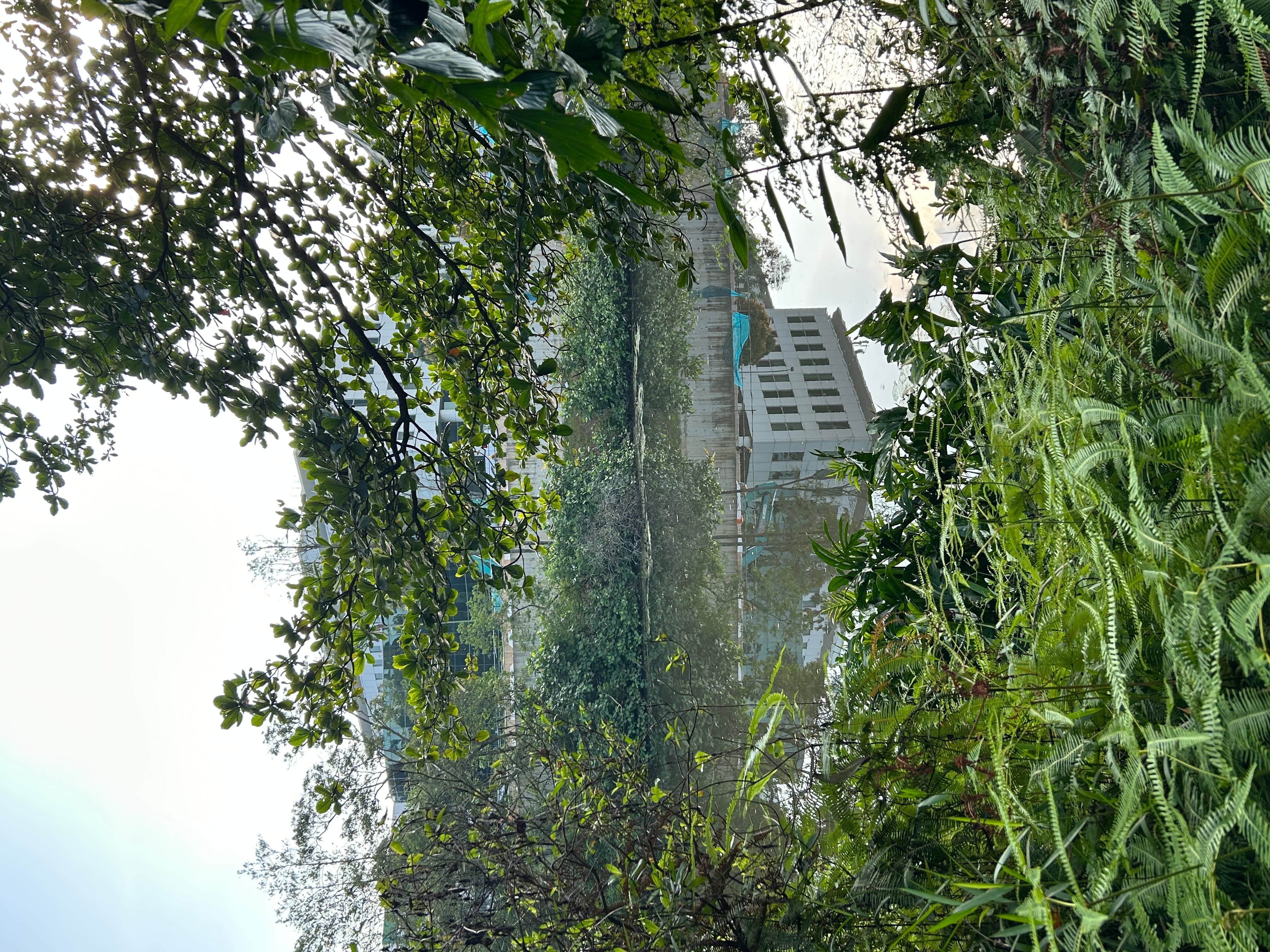 A still pond reflects a white building, framed by dense green trees, ferns, and shrubs under a bright sky.