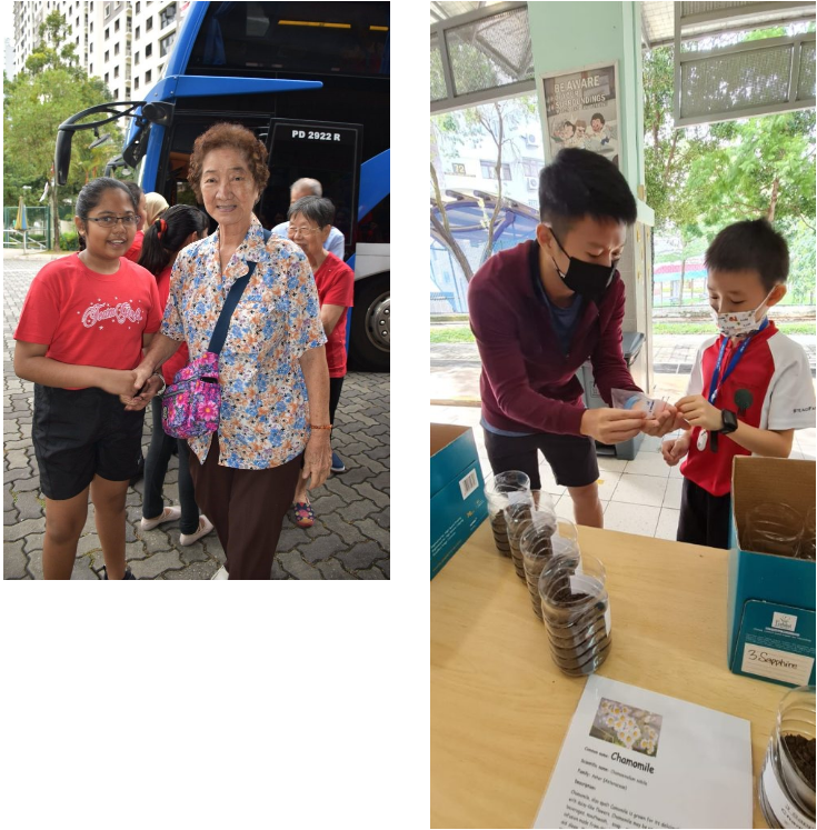 Two photos: a girl with an elderly woman near a bus, and two masked males at a table with chamomile packets.