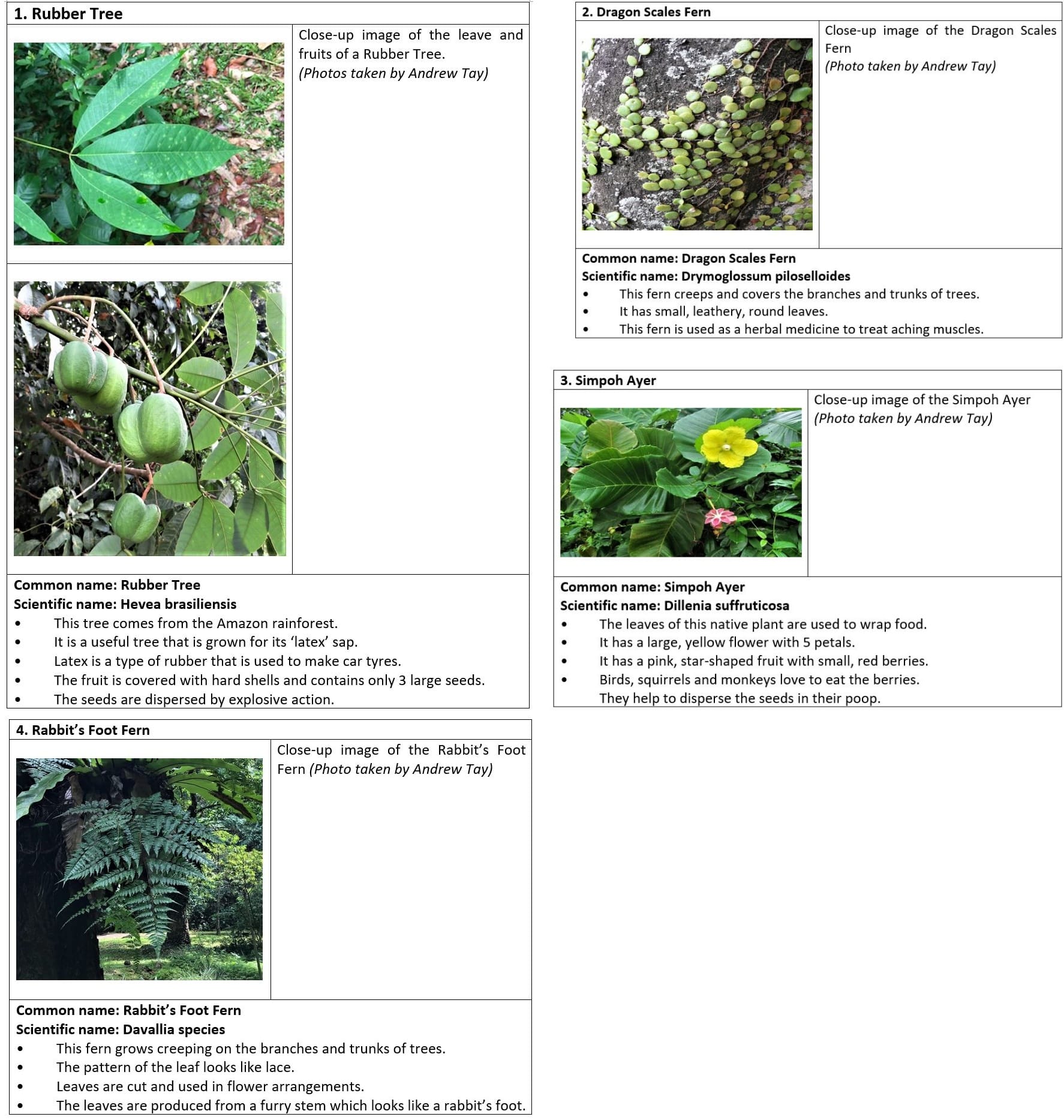 Plant guide showing four species: Rubber Tree, Dragon Scales Fern, Simpoh Ayer, and Rabbit's Foot Fern with photos and descriptions.