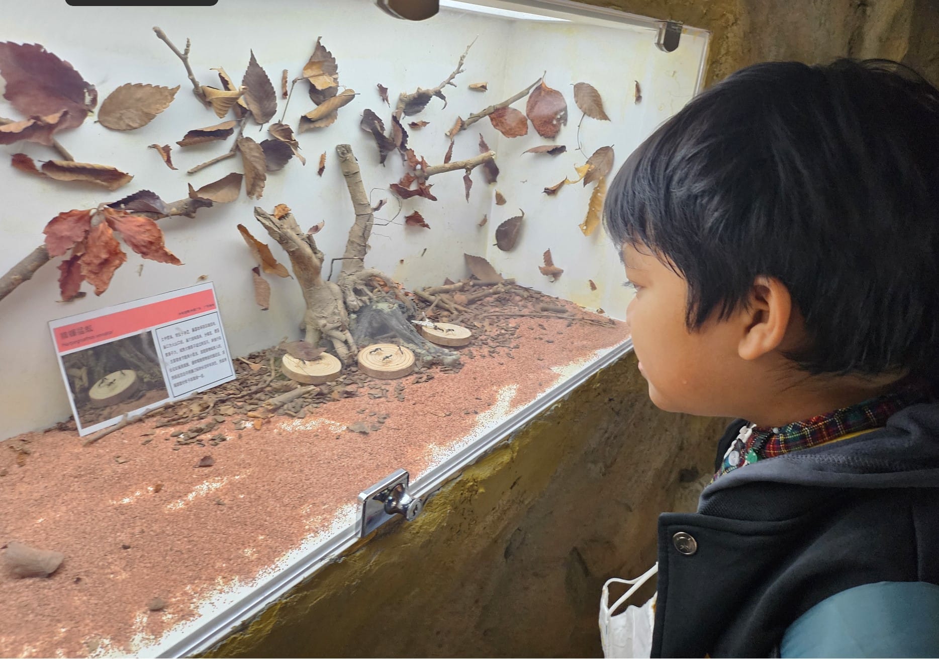 A young child looks closely at a glass enclosure containing dry leaves, branches, and sandy substrate with an info sign.