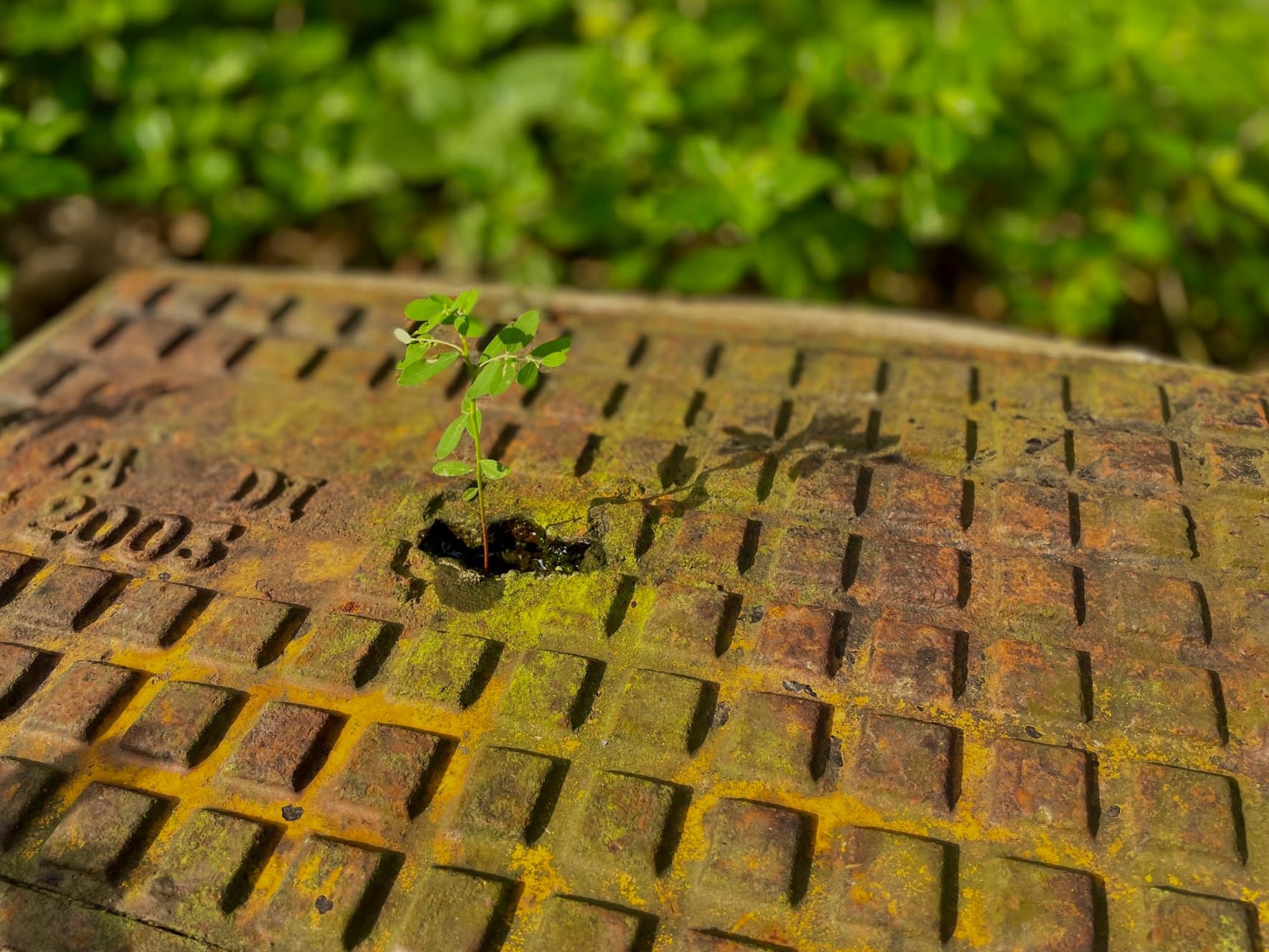 A small green seedling sprouting through a hole in a rusty, moss-covered metal manhole cover.