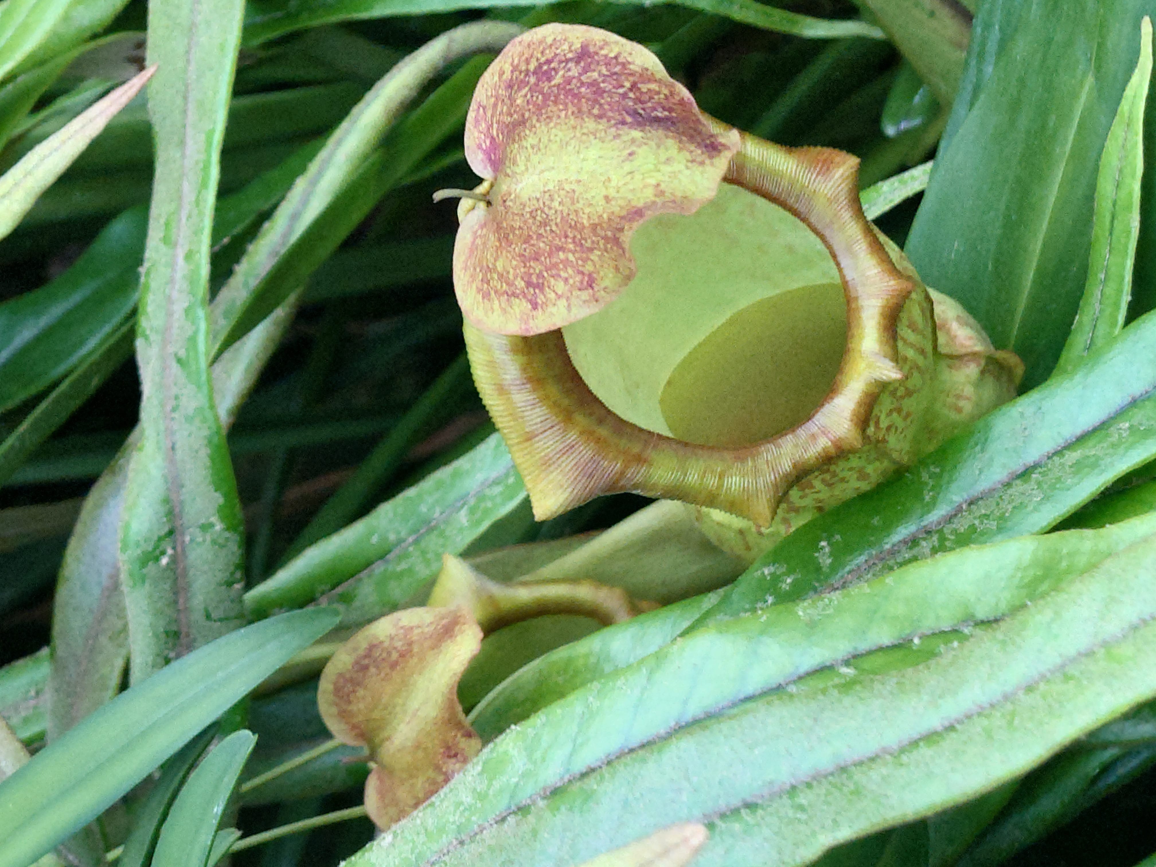 A green and purple-speckled pitcher plant with an open cup-shaped trap surrounded by narrow green leaves.