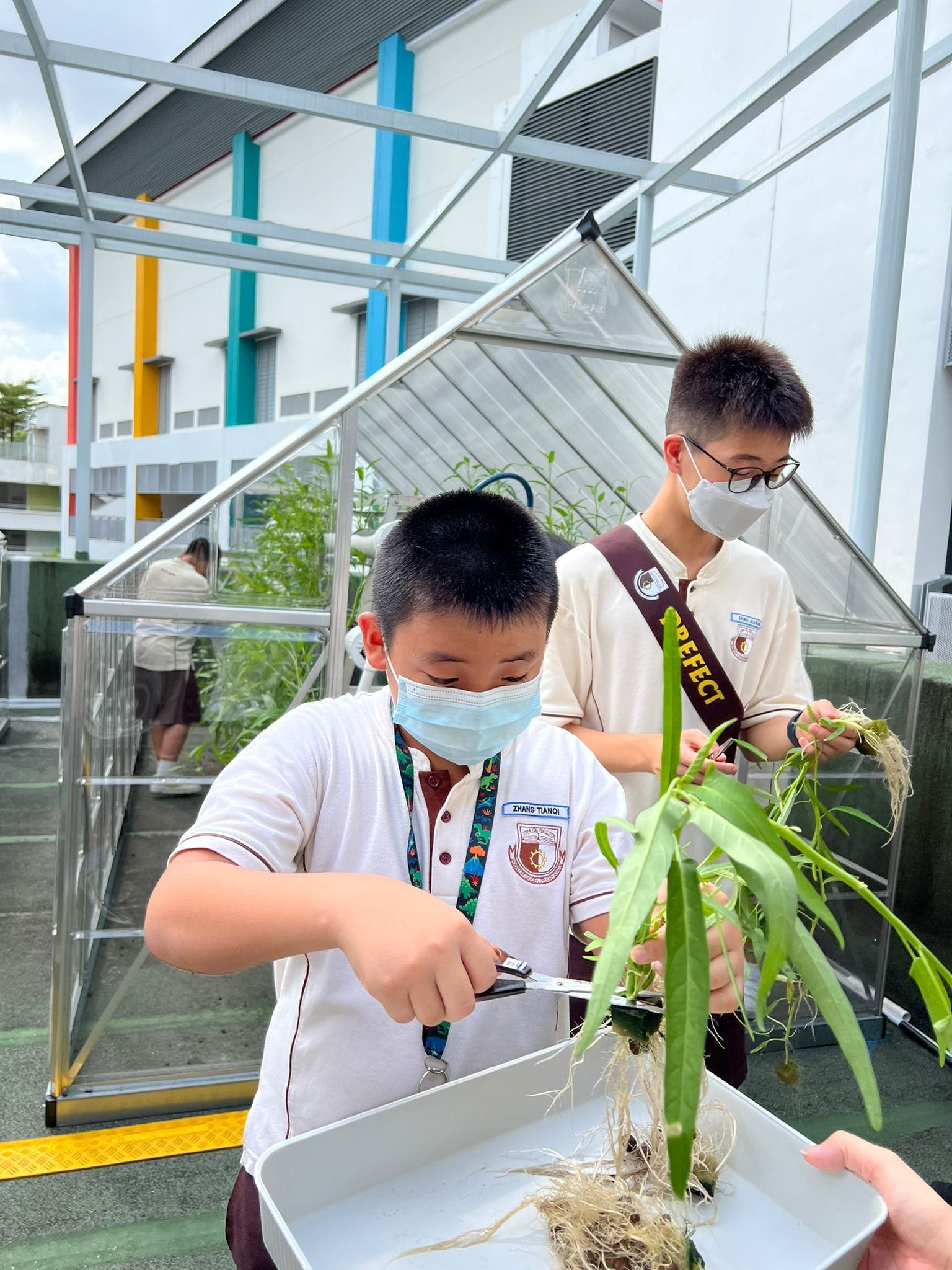 Two masked school students handle plants with roots near a small outdoor greenhouse at their school.