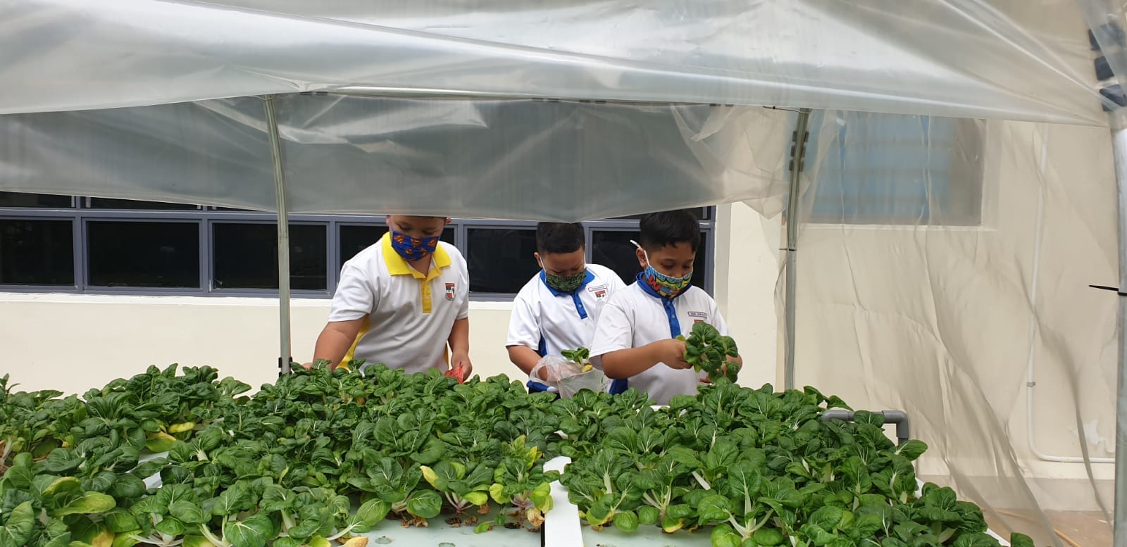 Three masked school children in uniforms tend to leafy green plants in a covered hydroponic garden.