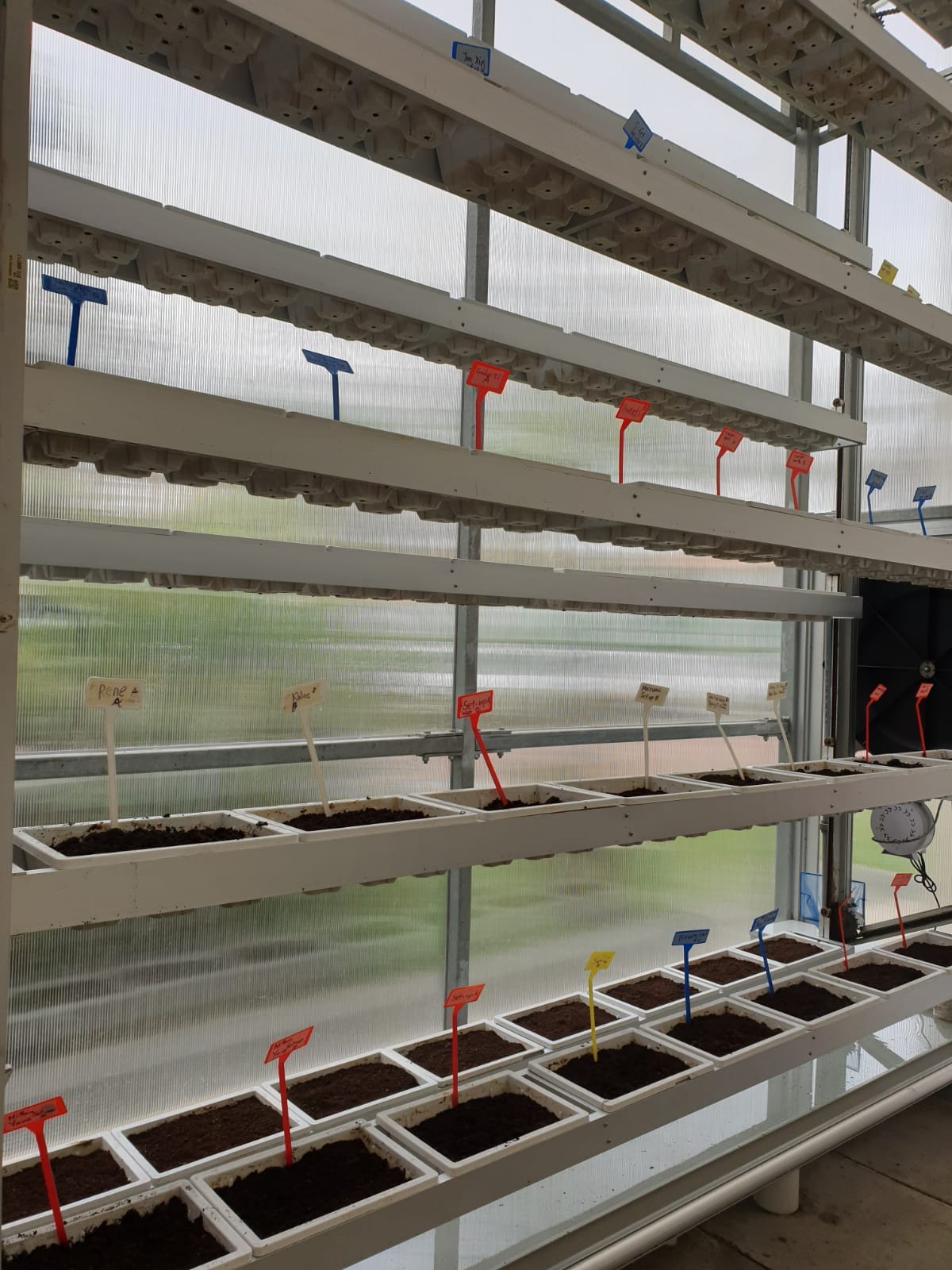 Greenhouse shelves holding small soil-filled trays with colorful labeled markers near a translucent wall.