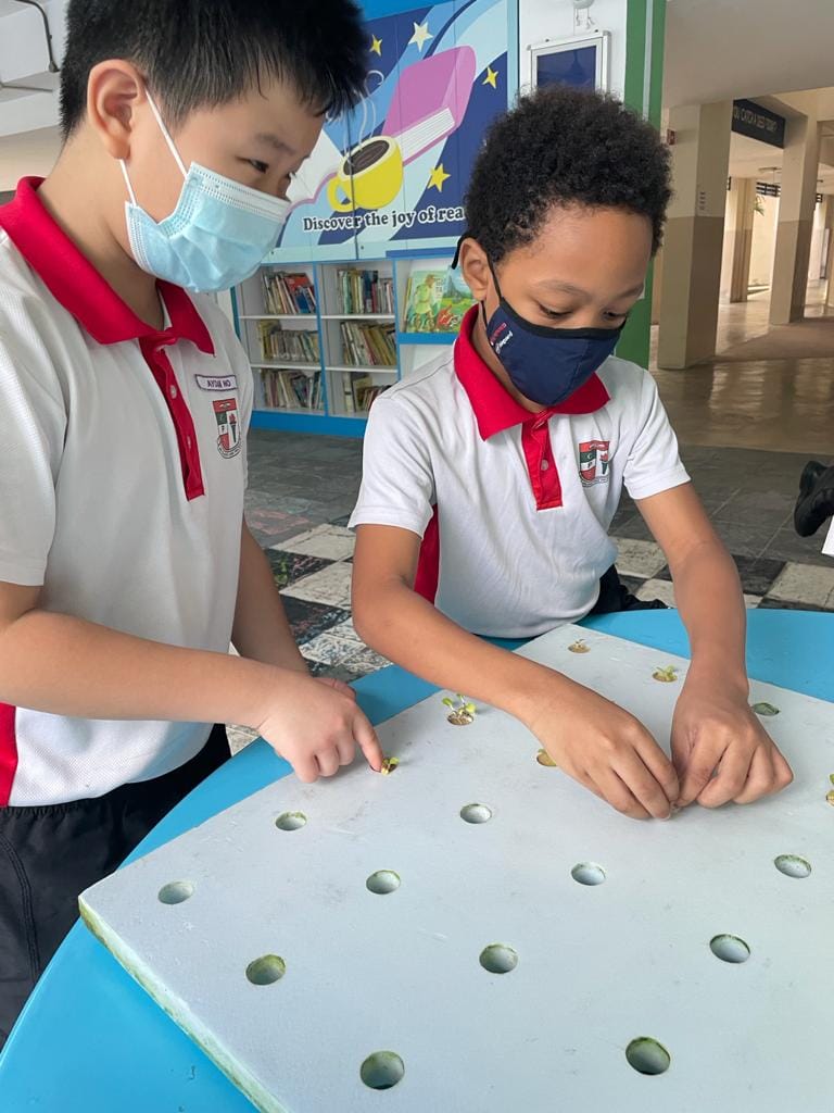 Two masked schoolboys in uniforms examine small seedlings growing in holes on a blue board near a school library.