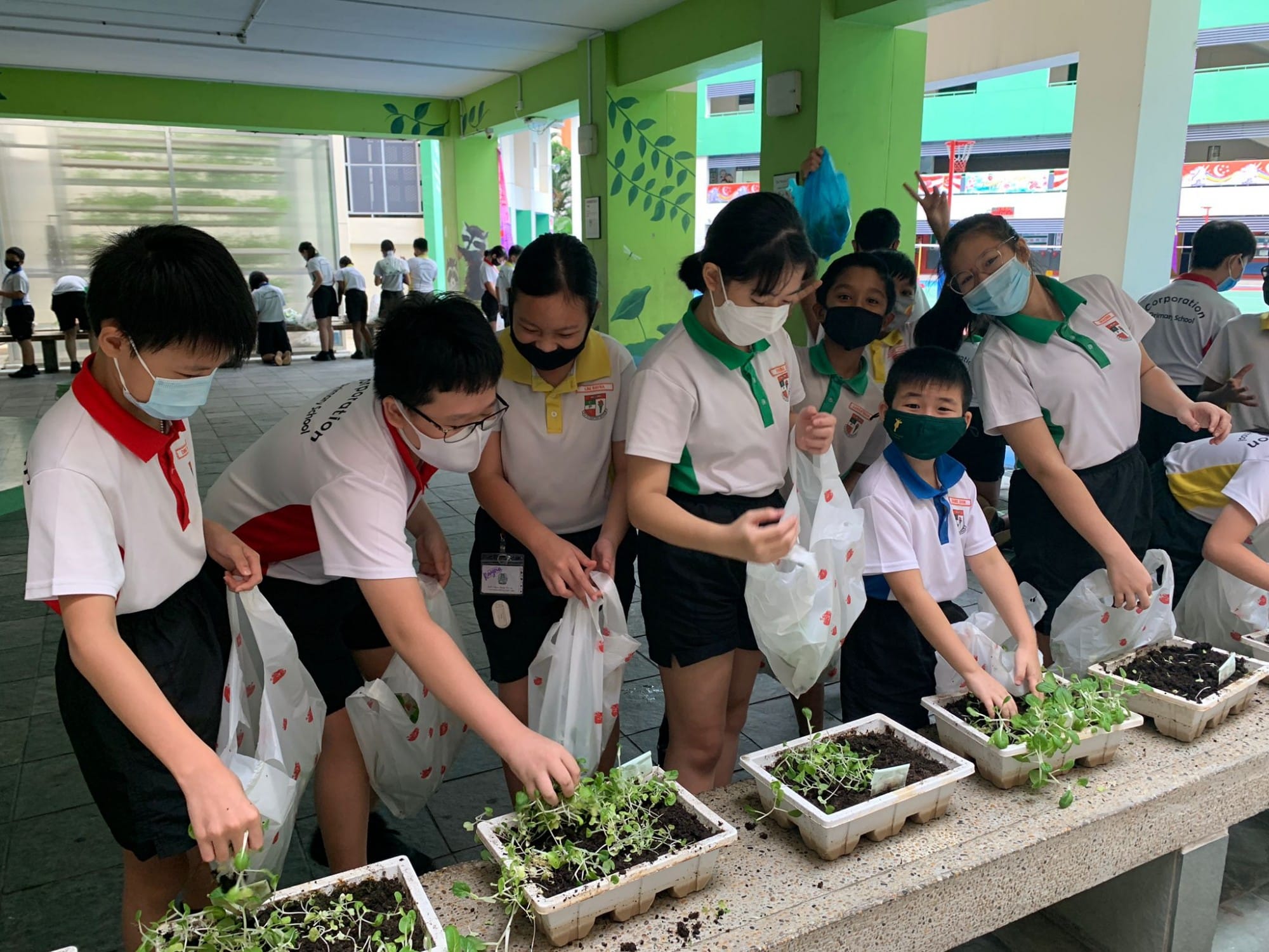 School children wearing masks tend to small seedlings in soil trays on a table at an outdoor covered area.