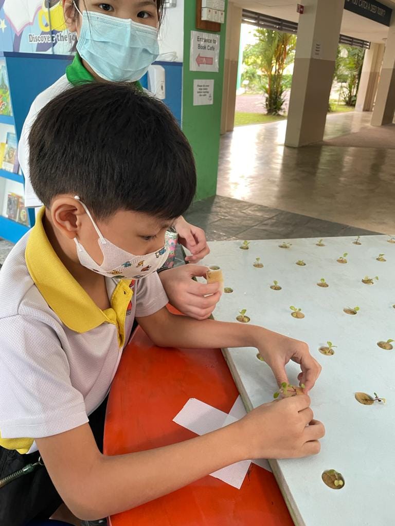 Two masked children examine tiny seedlings in small pods on a white tray at a school hallway table.