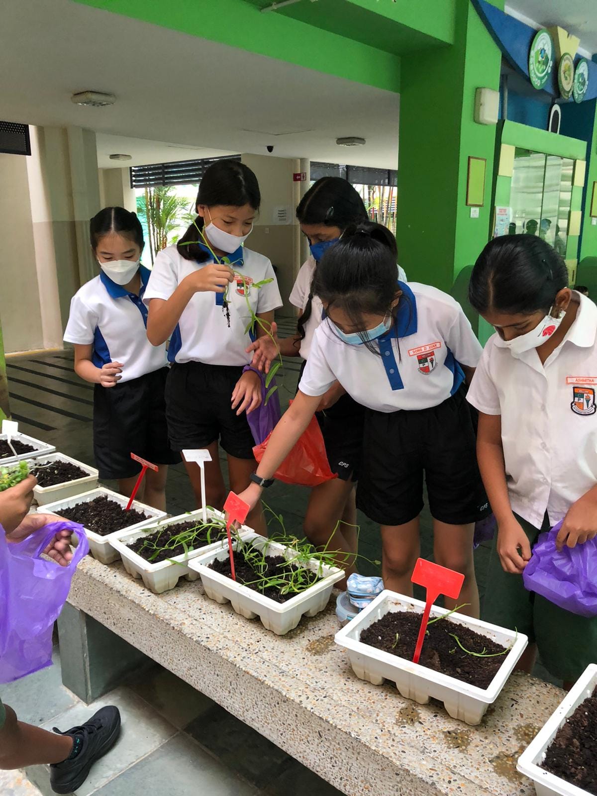 Several masked school children in uniforms tend to small seedlings in white plastic trays on a concrete ledge.