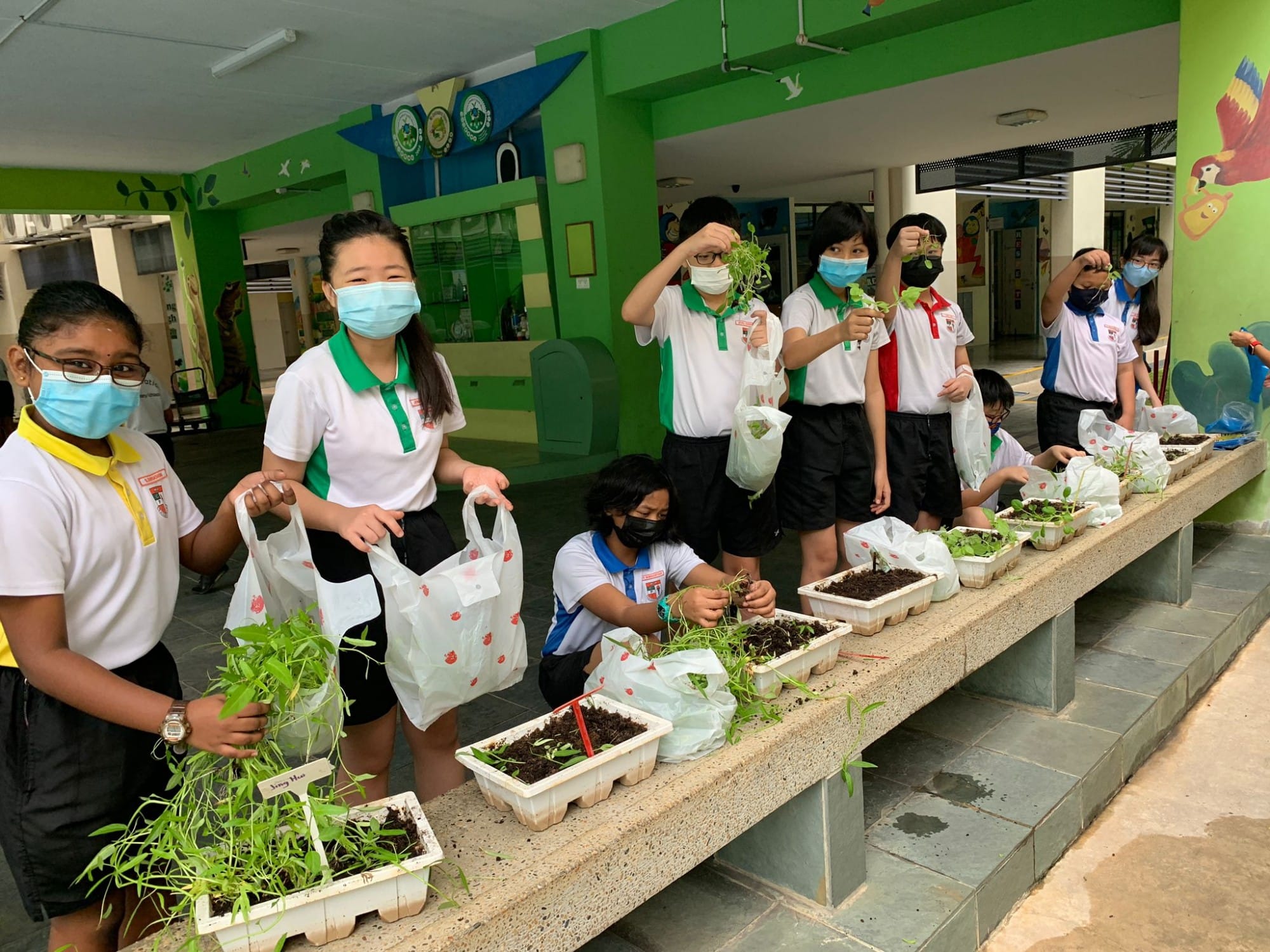 Masked school children in uniforms harvesting vegetables and placing them in white plastic bags.