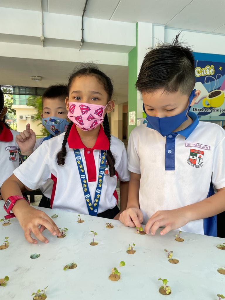 Three masked school children in uniforms examining small seedlings planted in a white surface.