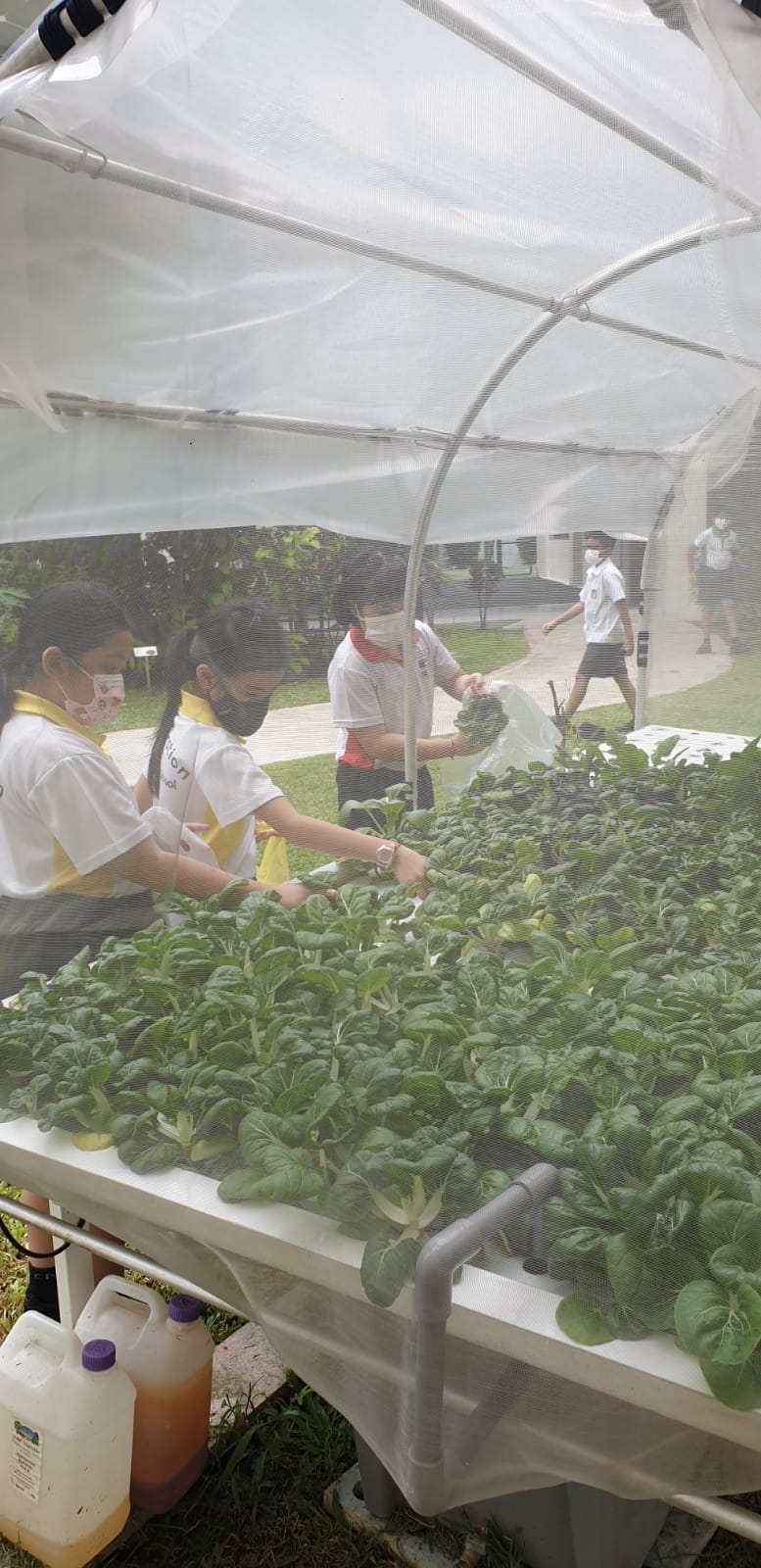 Students in masks harvesting leafy green vegetables from a hydroponic tray inside a small mesh greenhouse tunnel.