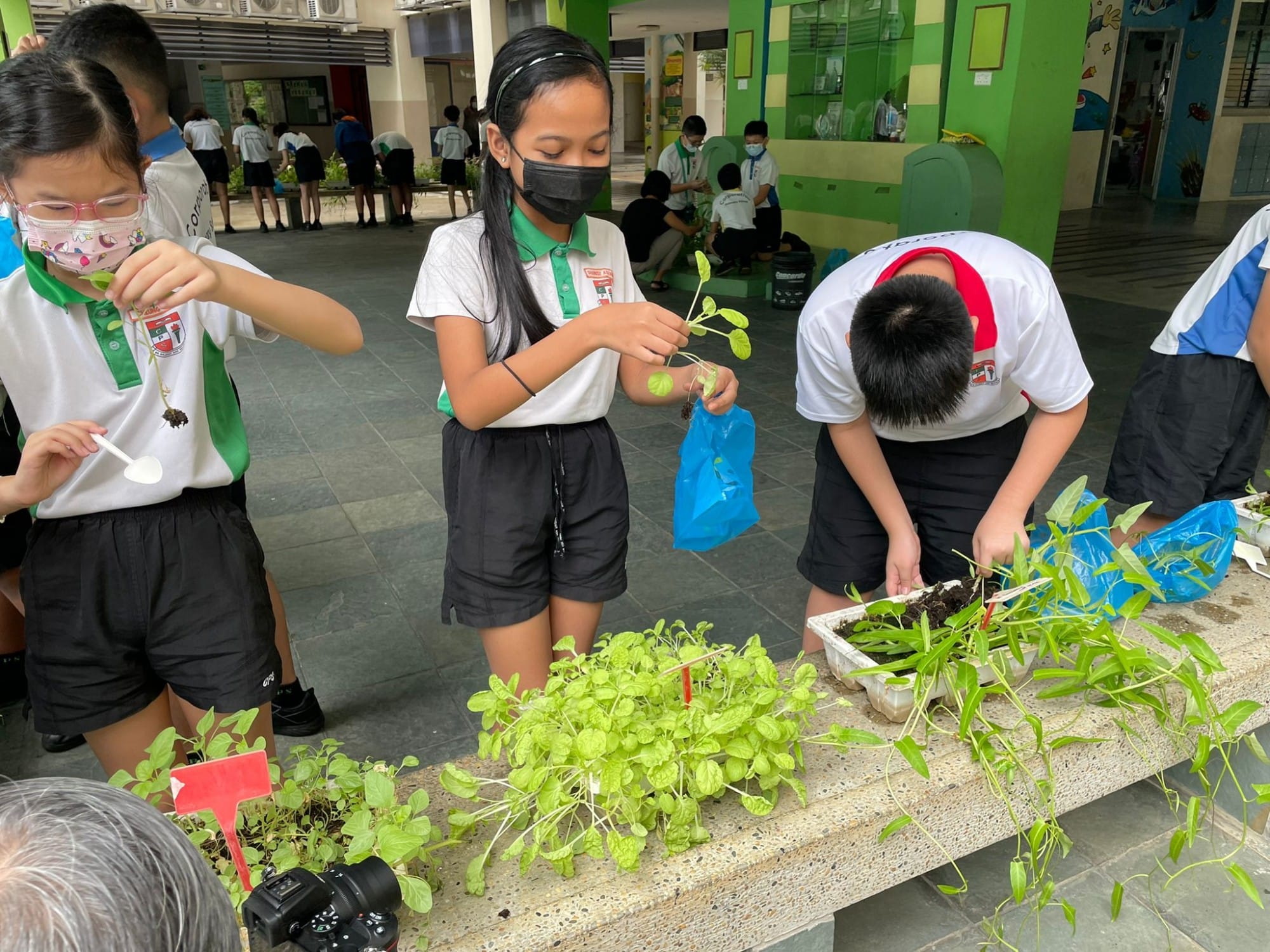 Students in uniforms harvesting vegetables and placing them in blue plastic bags.