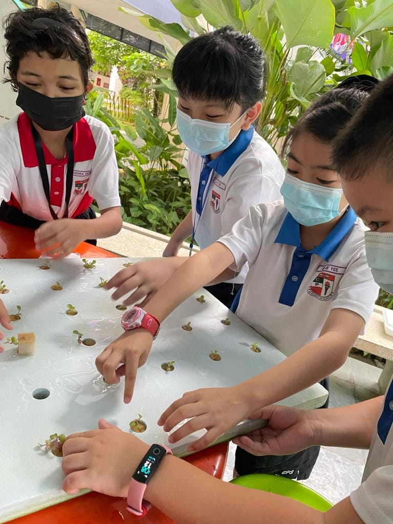 Three masked schoolchildren in uniforms tend to small seedlings in holes on a white hydroponic growing board outdoors.