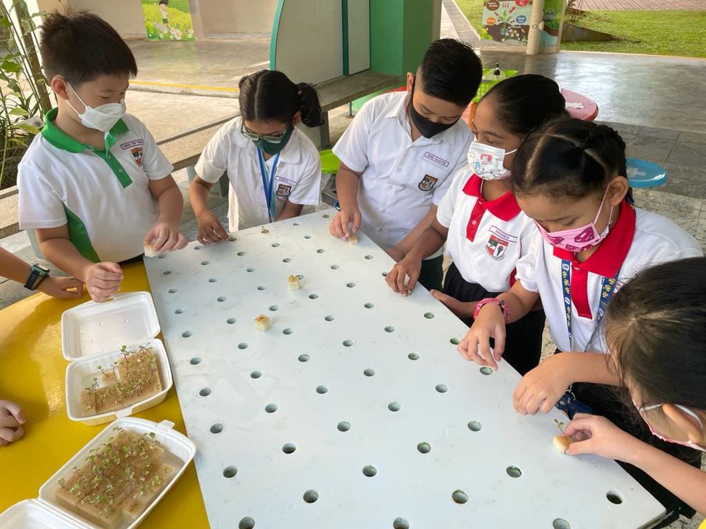 Children in school uniforms and masks place seedlings into holes on a white board during an outdoor planting activity.
