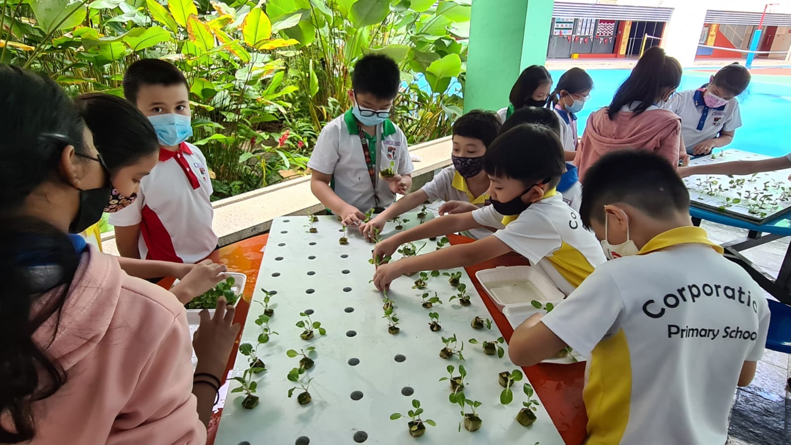 Primary school children wearing masks plant seedlings into a hydroponic board during an outdoor school activity.