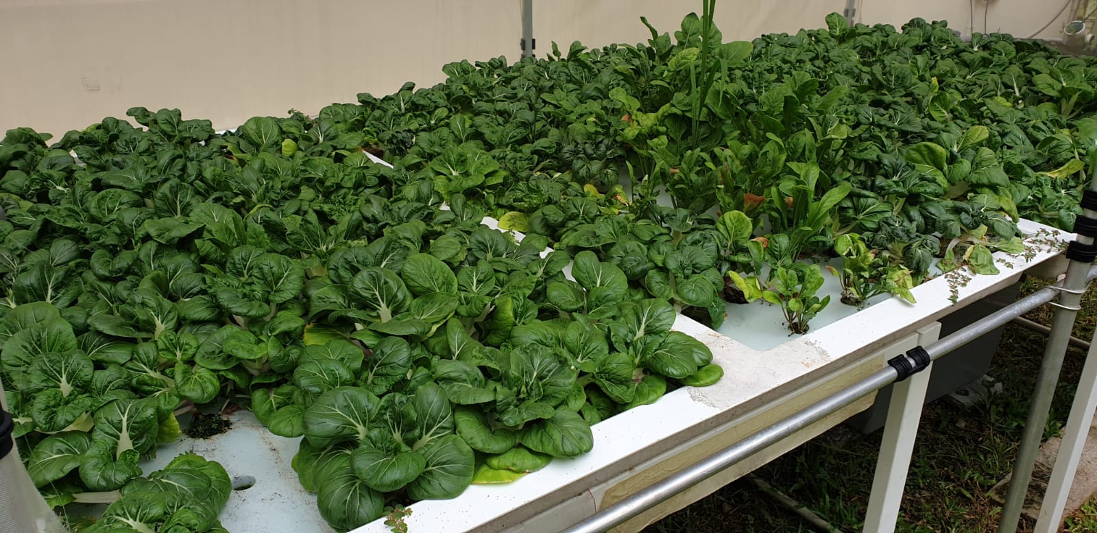 Dense green leafy vegetables growing in white hydroponic trays on a metal rack indoors.