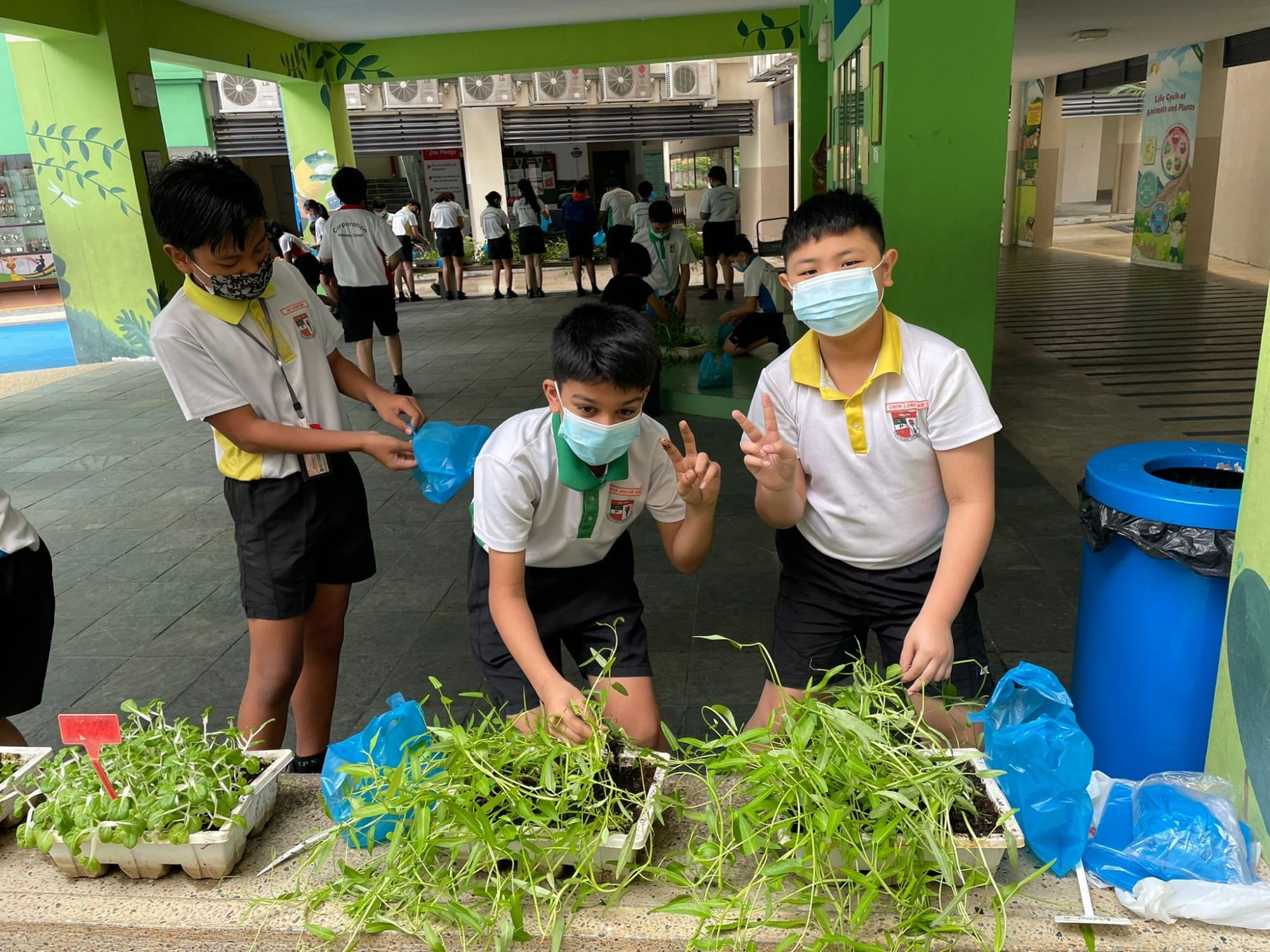 Three boys in uniforms harvesting vegetables and placing them in blue plastic bags.