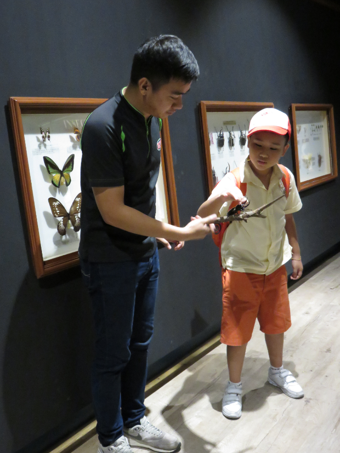 A man shows a child an insect on a stick in a museum with framed butterfly and beetle displays on the wall.