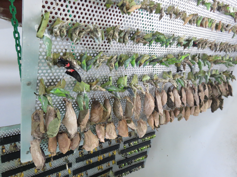Rows of butterfly chrysalises in green and brown stages hang on a perforated metal board, with one open black and red butterfly.
