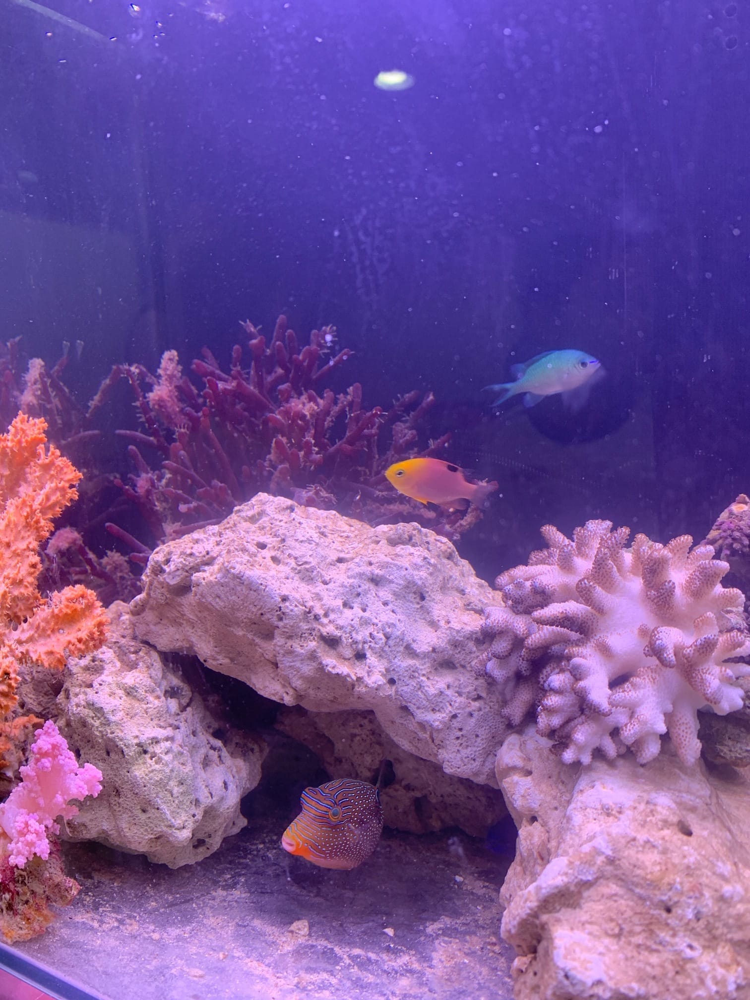 A reef aquarium with colorful corals, rocks, and three tropical fish in blue, orange, and striped patterns.