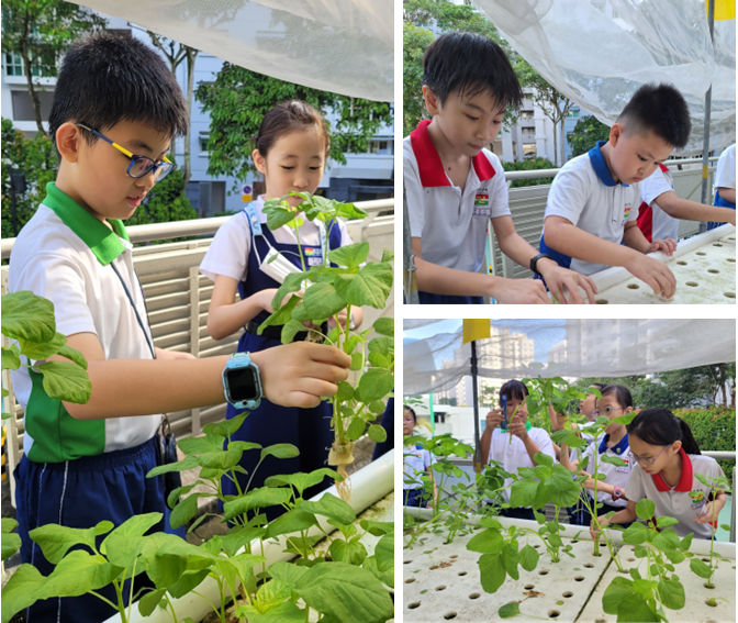 Children in school uniforms tending to green plants in an outdoor hydroponic garden.