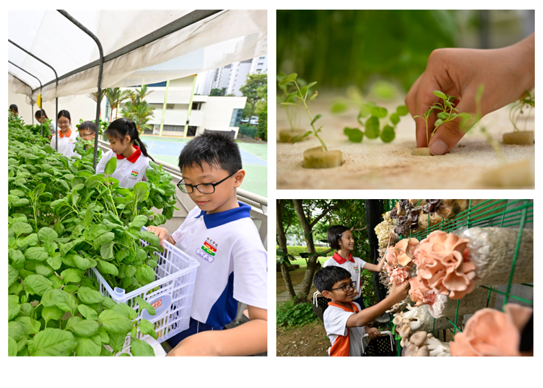 Children in school uniforms tend to plants, handle seedlings, and examine mushrooms growing outdoors.
