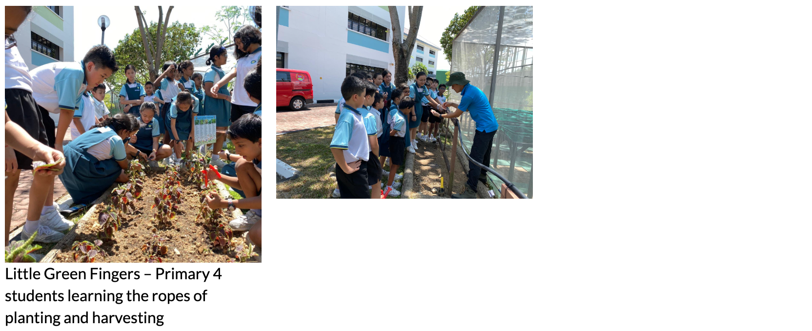 Primary 4 students in school uniforms learning planting and harvesting in an outdoor school garden.