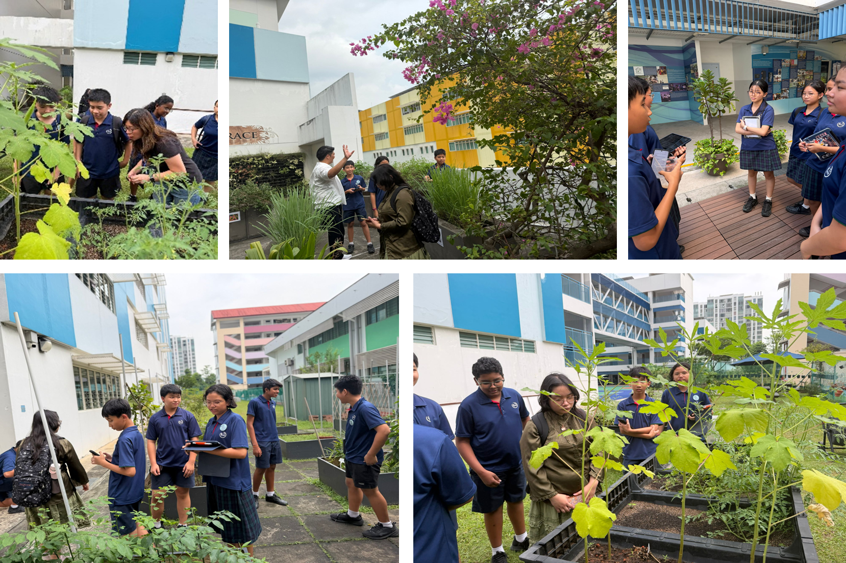 Collage of students in uniforms touring a school garden, observing plants and listening to a guide outdoors.