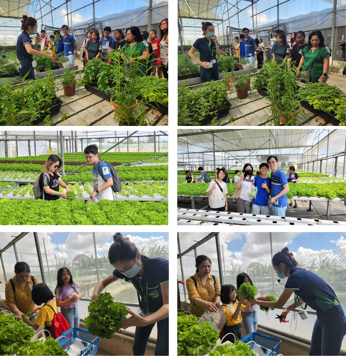 Groups of visitors tour a greenhouse farm, viewing herb displays and hydroponic lettuce rows, with a guide handing out fresh produce.