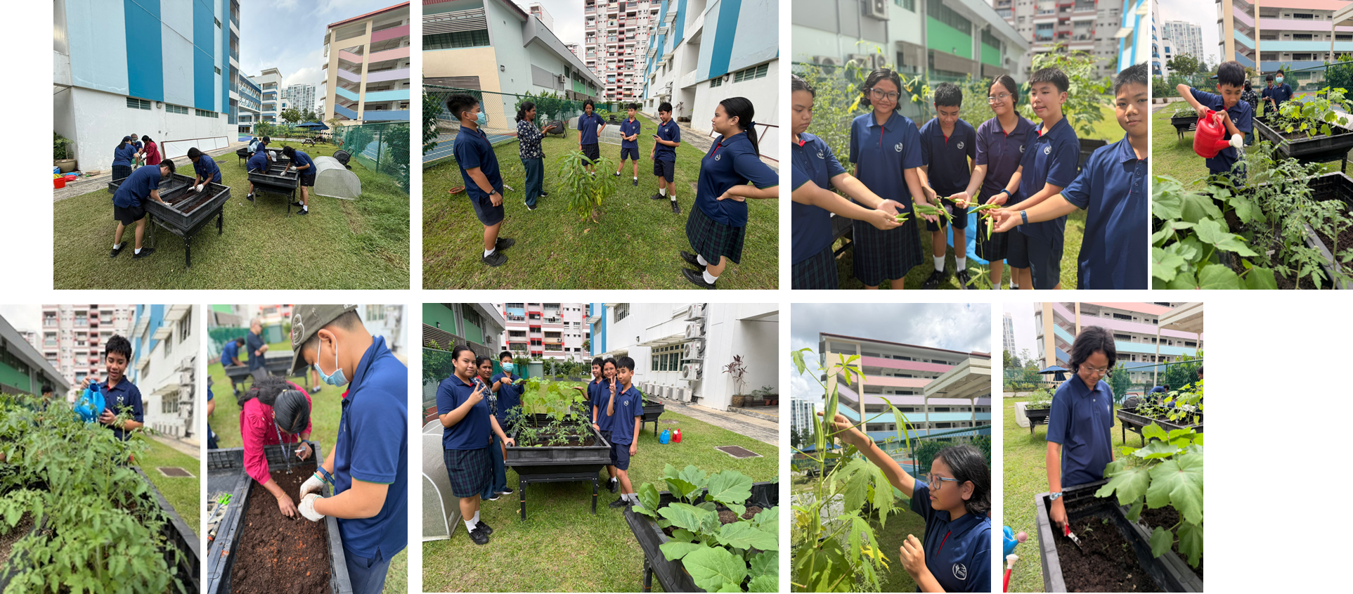 Collage of students in school uniforms gardening in raised beds, watering, harvesting, and examining plants outdoors.